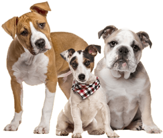 https://www.mojipetkuafor.com/wp-content/uploads/2019/08/3_dogs-320x272.png
