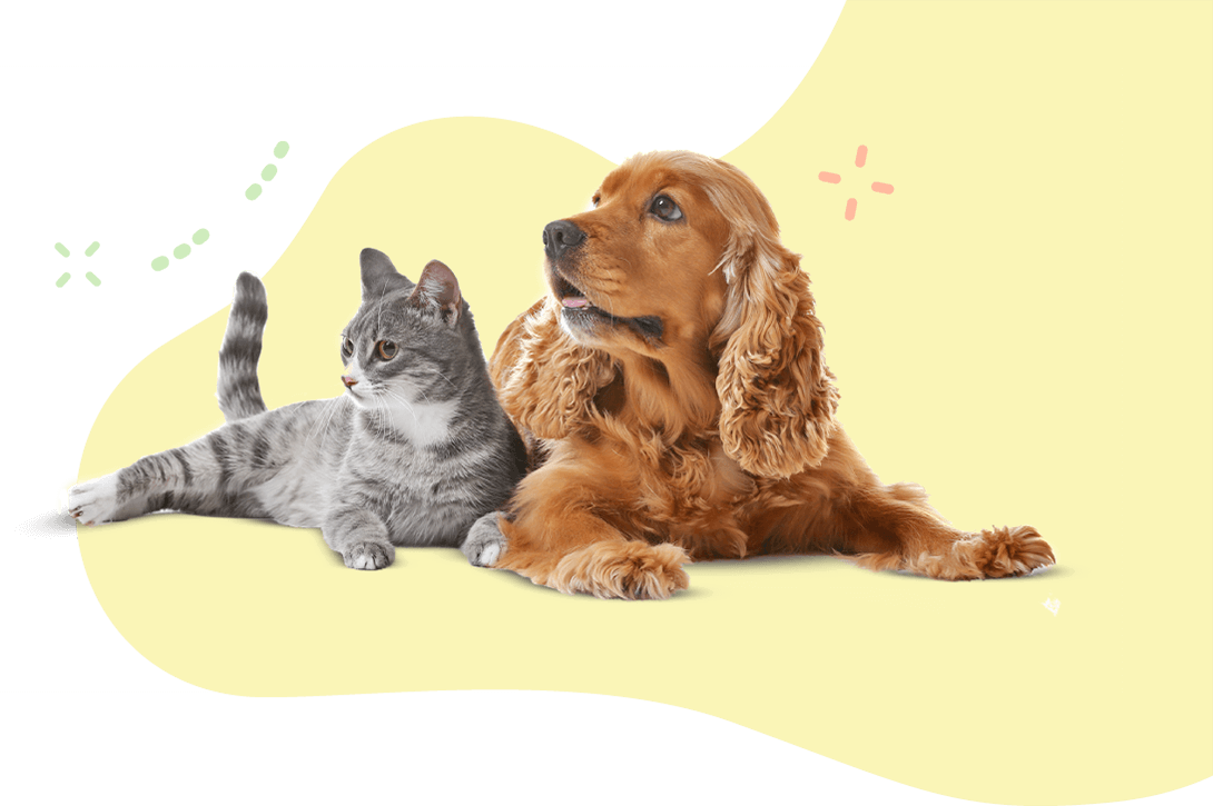 https://www.mojipetkuafor.com/wp-content/uploads/2019/08/hero_image_11.png
